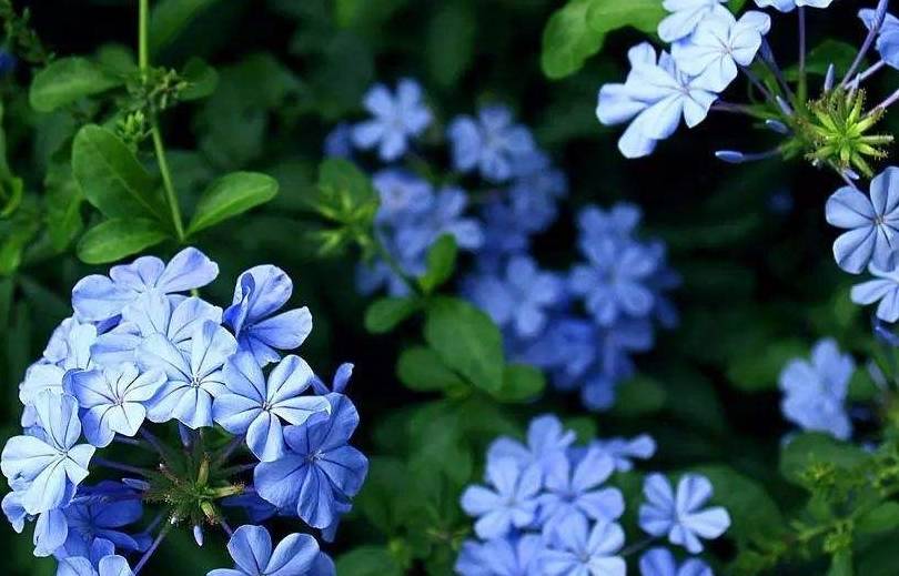 夏季高温家里的花草怎么降温防暑 5大方法助你轻松安全度夏 花卉 花盆 效果