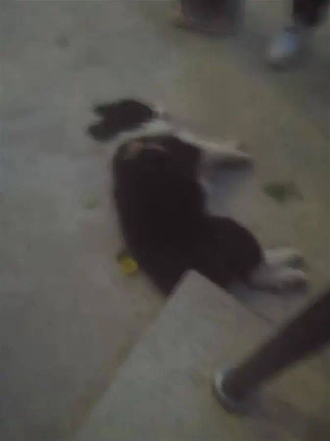 宠物狗吓哭小孩被家长摔死 女主人这样回应 宠物狗吓哭小孩被家长摔死犬主回应 于女士 小区