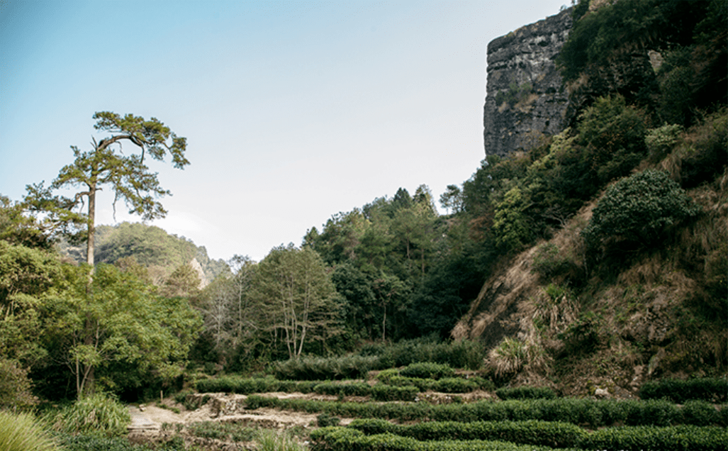 蒂芙特说茶:武夷岩茶常见36种茶树品种(上)