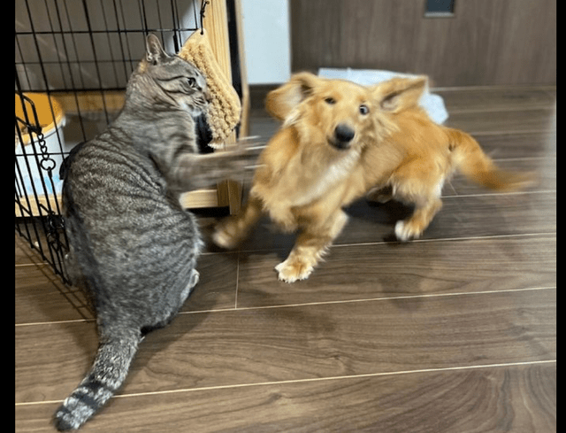 猫咪想要伸爪打狗,狗狗却快速躲避过去,猫猫拳和躲避狗?
