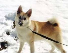 欧洲最优秀的牧羊犬 挪威牧羊犬超敏捷 北欧 海盗 狗狗