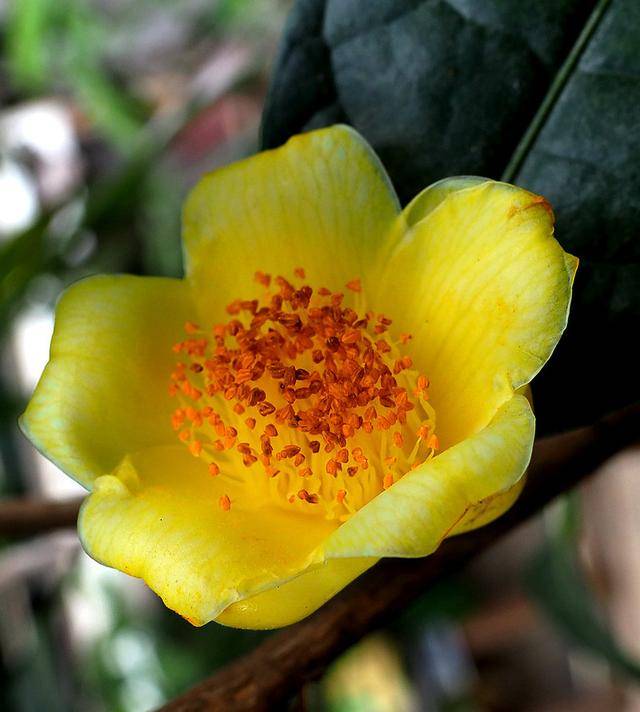 小花金花茶图片