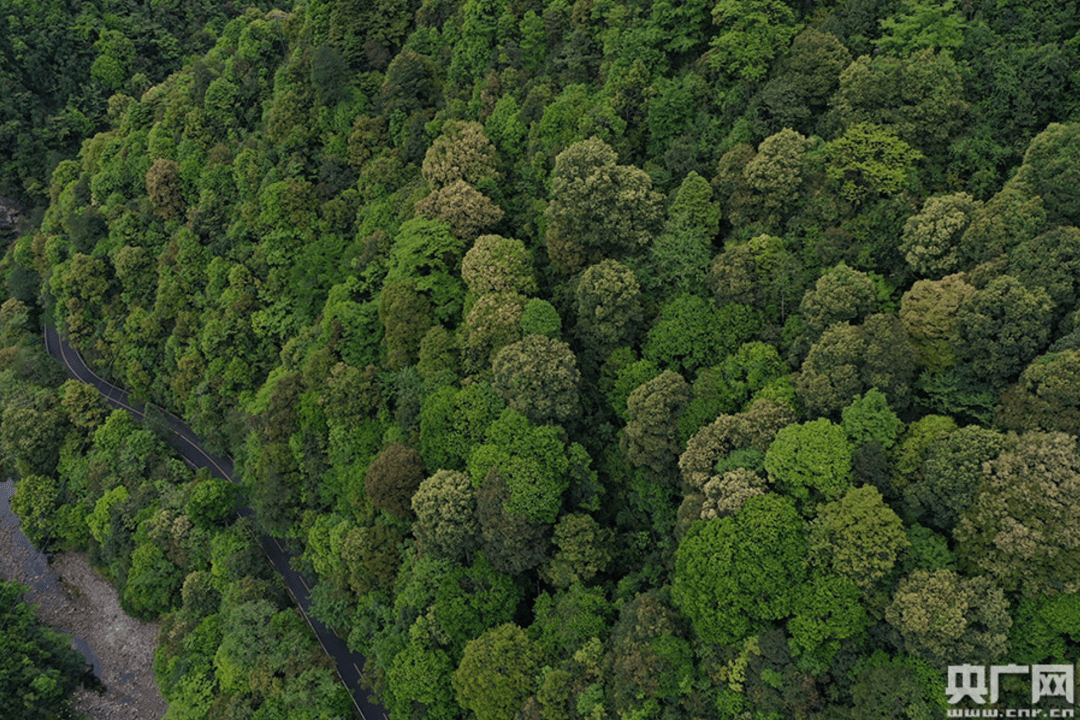 湖南吉美鉴定地球ol热门植被类型森林篇