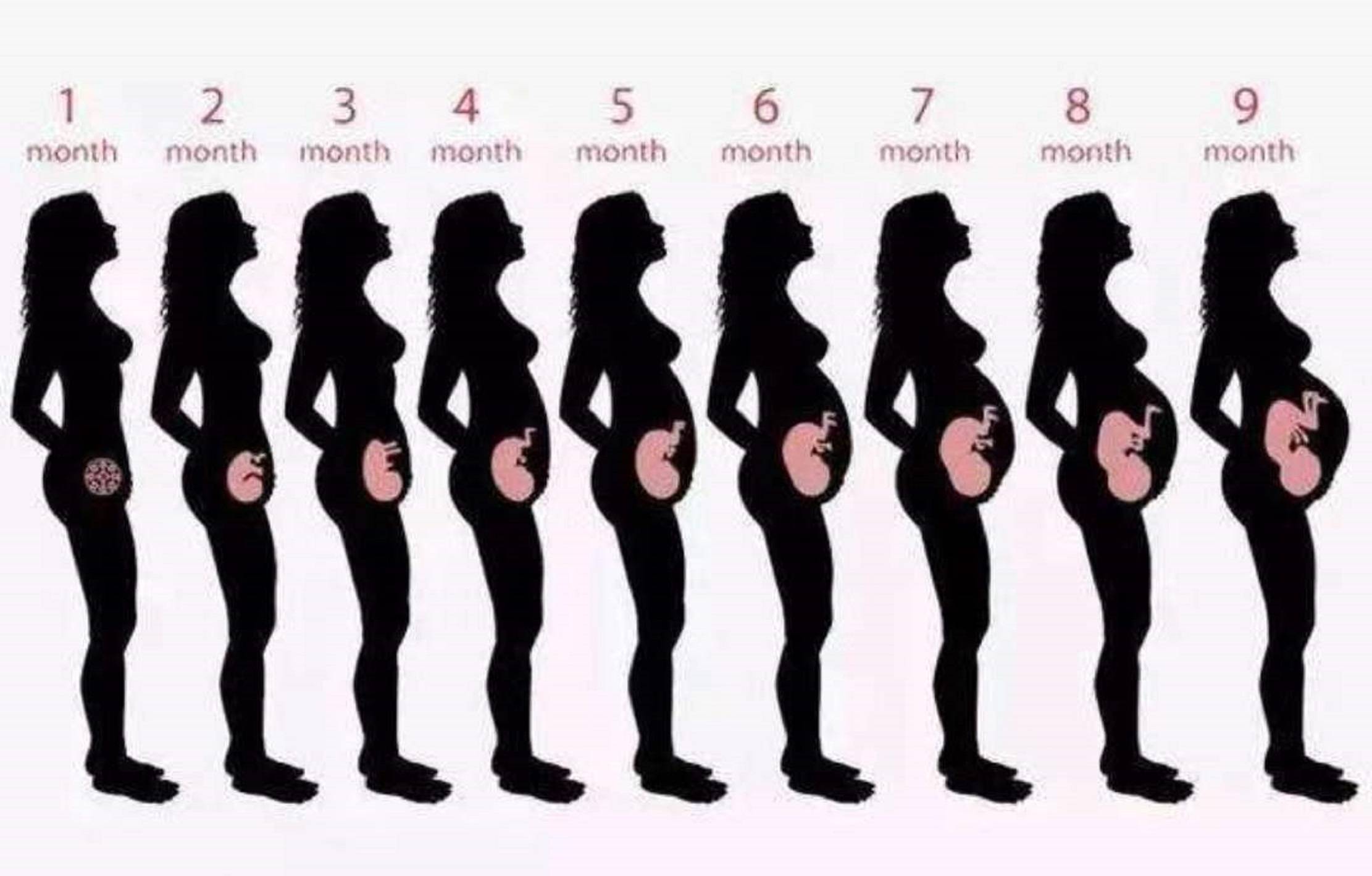 十月怀胎肚子变化图图片