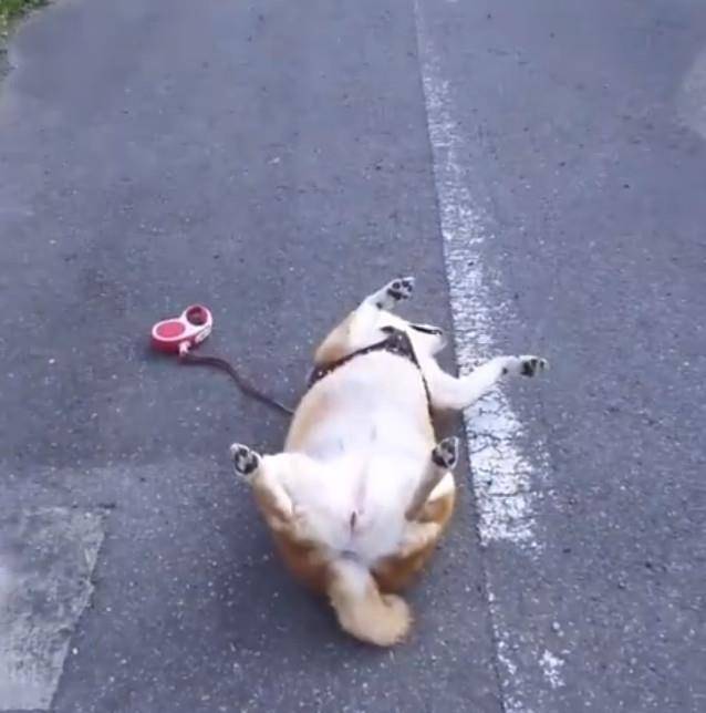 原创柴犬四脚朝天倒在马路上跟死狗一样路人知道原因后笑喷