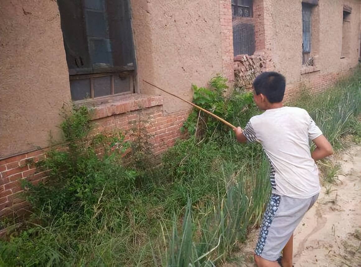 还记得小时候在农村捅蜂窝被蜜蜂蛰了的后果吗