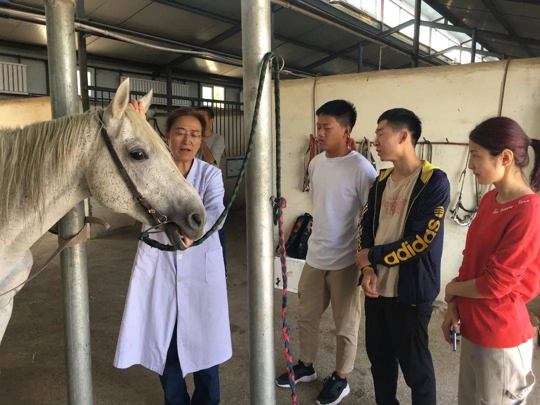 马肠痉挛2. 马腺疫的临床案例1.