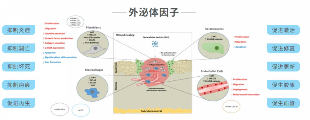 外泌体示意图图片