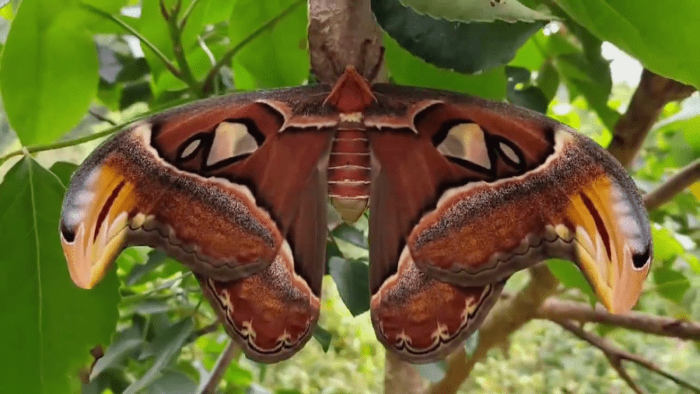 蛇面蛾身头顶双蛇头广东韶关现巨型乌桕大蚕蛾翅展达200mm