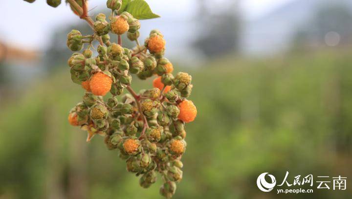 无刺黄泡你吃过吗