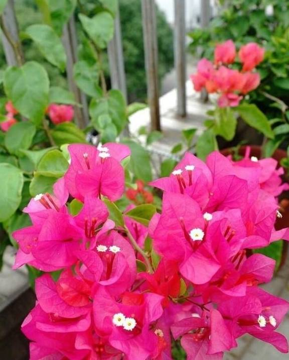 盆景三角梅开花量提高 花色艳丽的这几招 你学会了吗 进行 修剪 管理