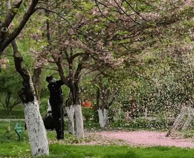 老头人为制造“樱花路”被拍下，公园表示会将其拉入黑名单