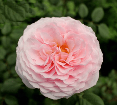 原创月季灰姑娘花朵又美又香没有院子也能养一起来看看