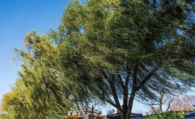 东南西北风……"性格"大不同丨盘点古人笔下的"四季风"