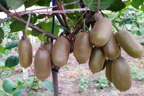 猕猴桃品种这么多，到底哪些品种比较好？