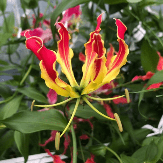 蓝妖嘉兰百合的养殖方法和注意事项弄懂这6点年年开花多