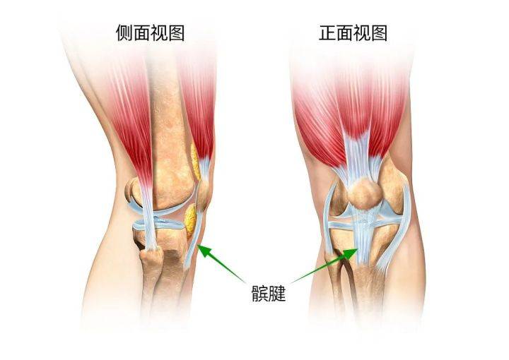 一打篮球就膝盖疼 带你了解髌腱炎 运动 热身 膝关节