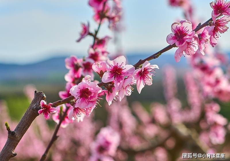 原創2022年有喜事進門桃花運旺感情順利能脫單的3生肖