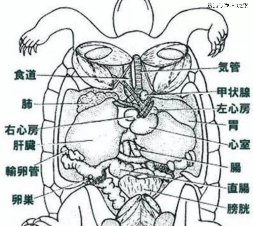 甲鱼的解剖图这种差异主要是背壳大小及外形,还有头部的斑纹,如果不