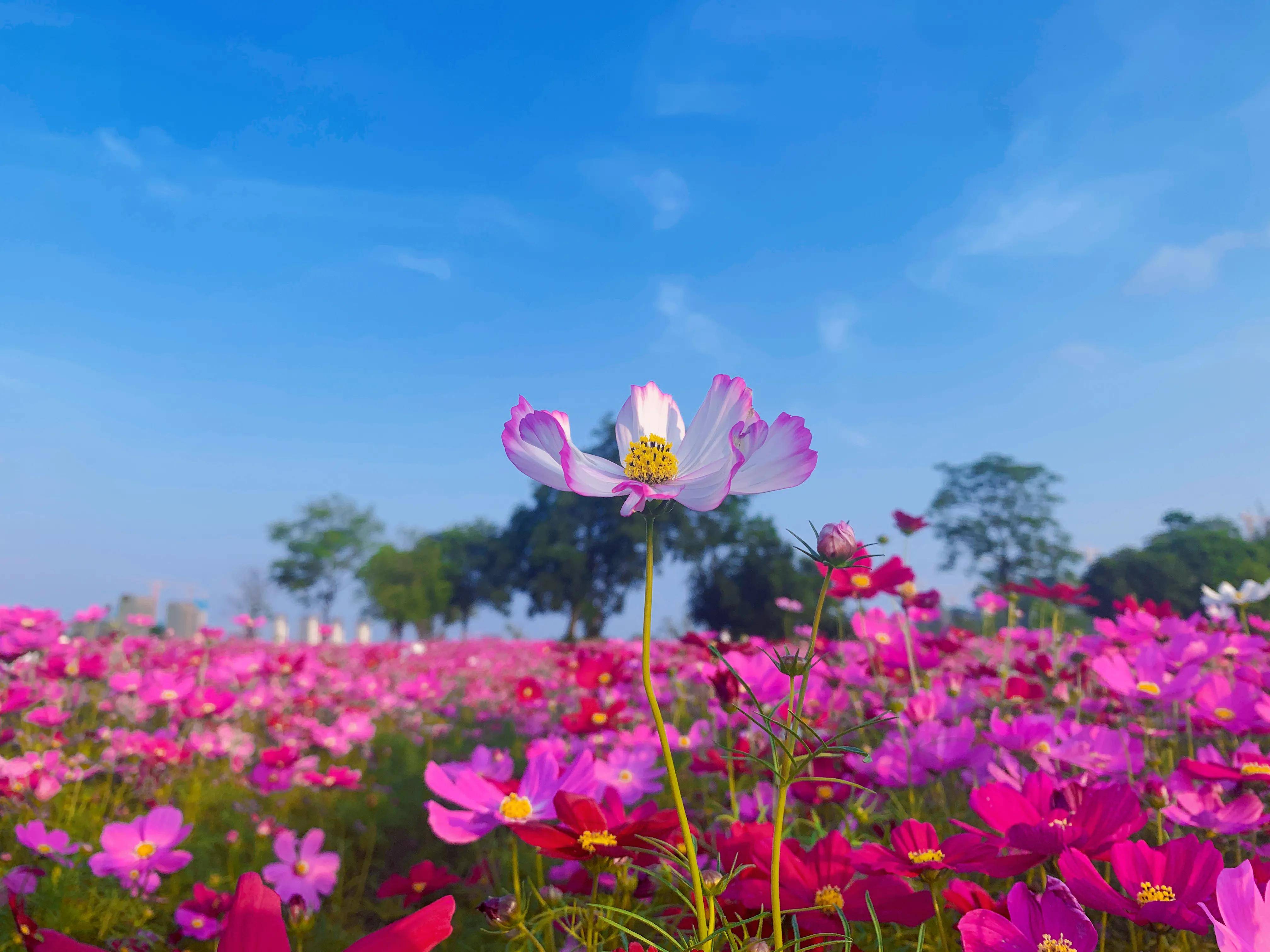 广西南宁:格桑花连片盛开,漫山花海画中游_龟山_紫色_花朵