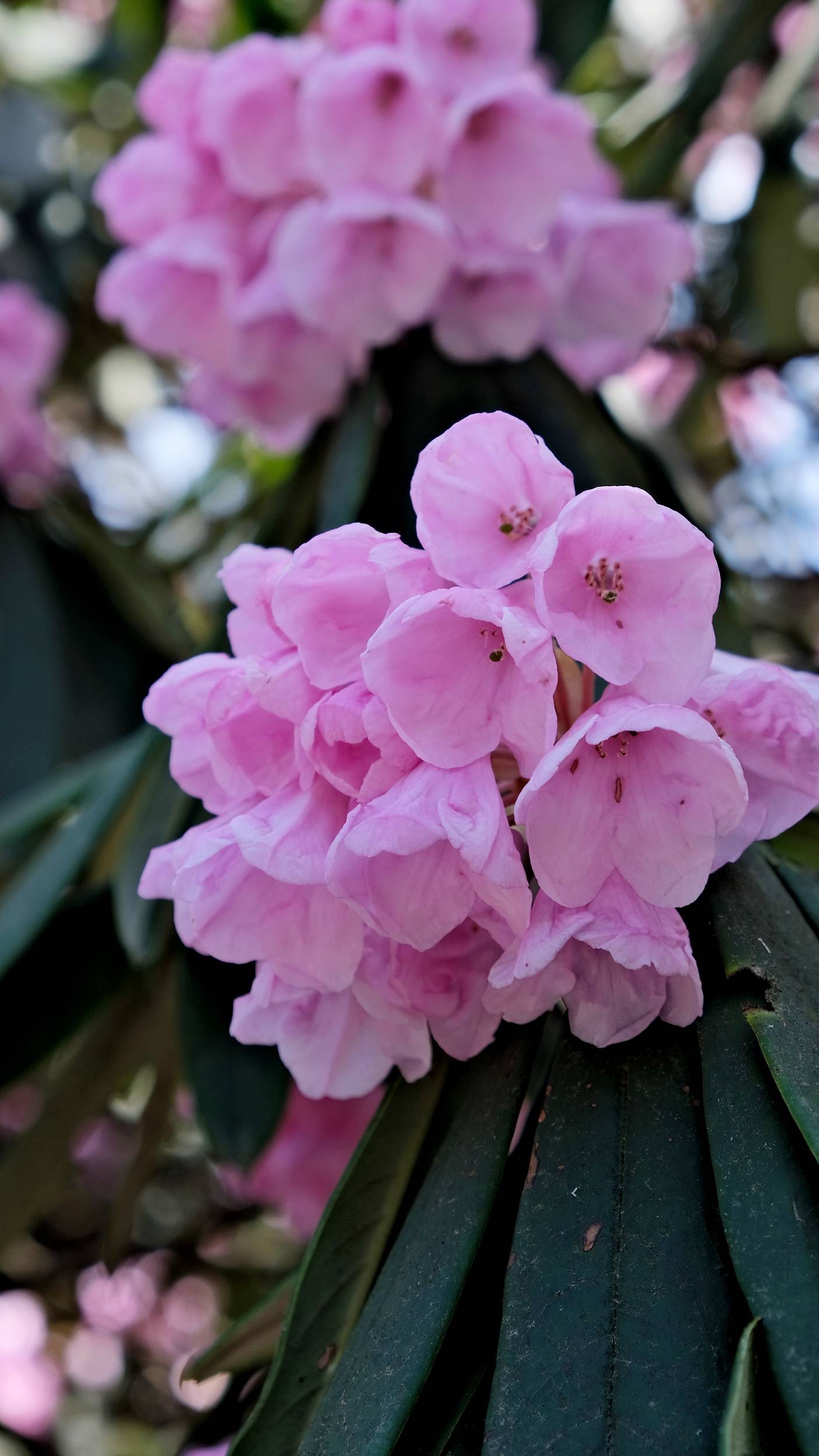 4月29日,第二届峨眉山杜鹃花节正式开幕