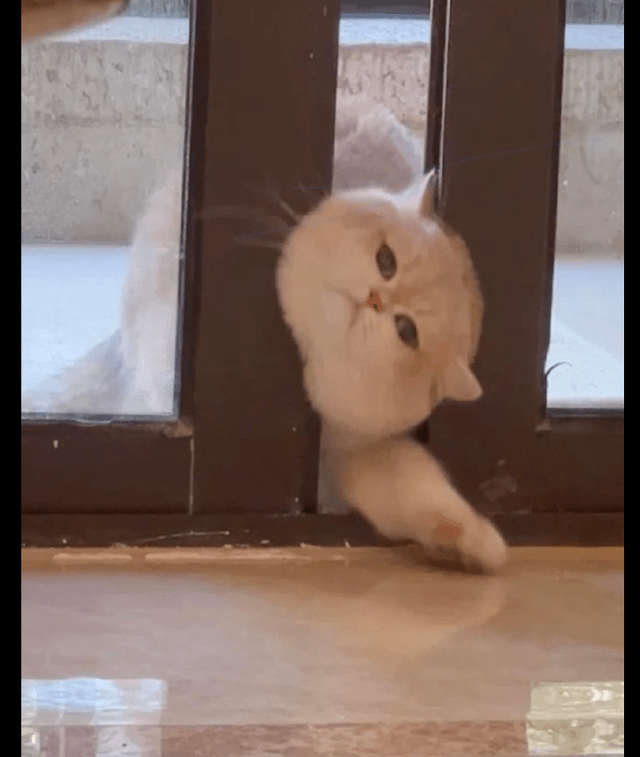猫用头去开门,结果头被门卡住了,看这可怜兮兮求救的眼神我笑了_猫咪_