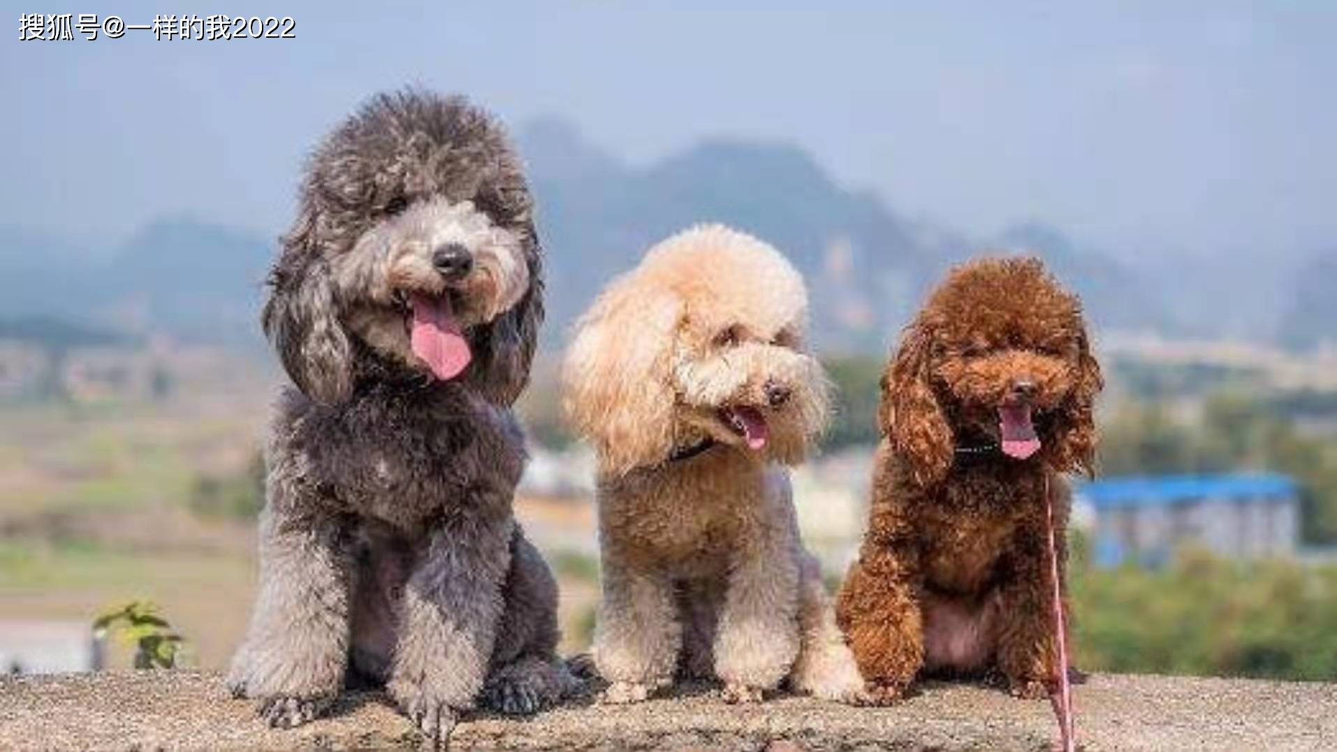 適合女生飼養的狗狗有那幾種?_白色_泰迪_巴比