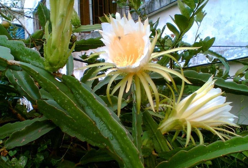 原創它叫霸王花酷似火龍果的花能觀賞也能做菜煲湯喝是一絕