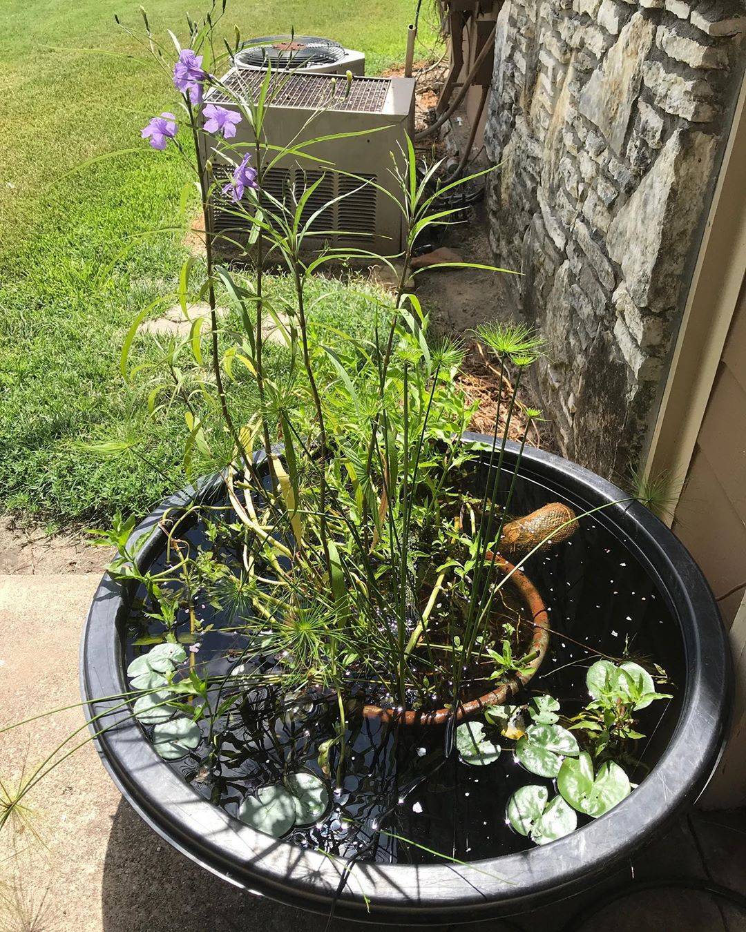 沼泽过滤,一篇文章了解这种最接近原生态的过滤方式_水流_植物_的底部