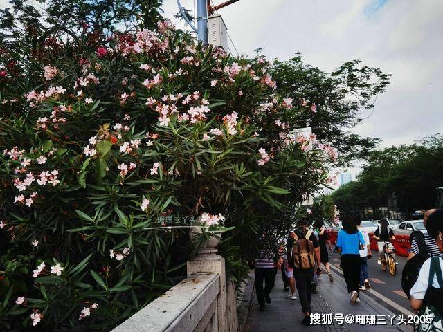 广州这湖边马路，种着整株有毒的花儿，正美丽绽放，赏花要注意了