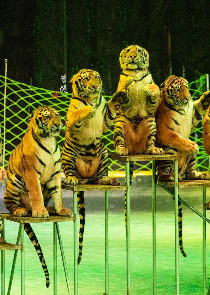 广西"小长隆"竟拥有500头老虎,还能与萌物互动_动物园_大世界_贵港