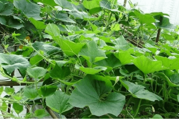 葫蘆葉子發黃_植物_光照_根系