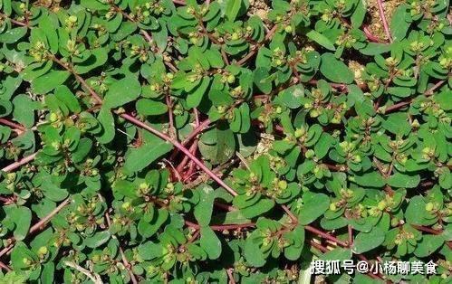 被称为长寿菜或长命菜的这种农村野菜快来看看您吃过吗