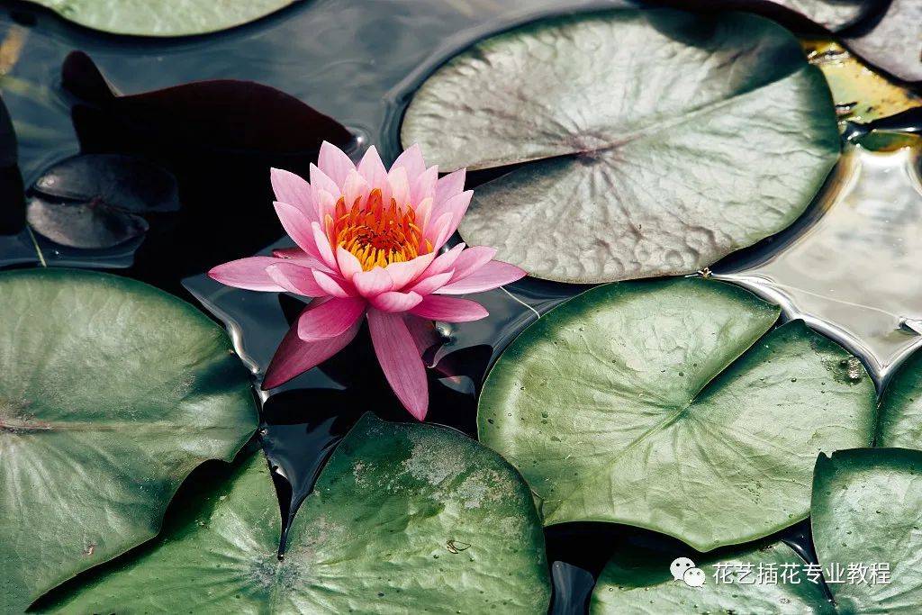 鲜花花材介绍丨难以抗拒的美丽 睡莲 叶子和 花瓶 根部