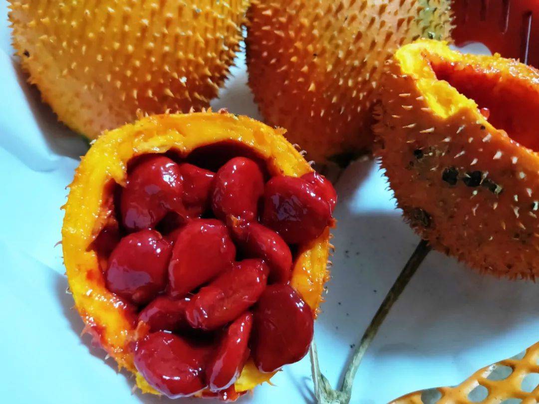 原创榴莲味百香果是什么真的一斤一个还能四季结果小心别被坑了