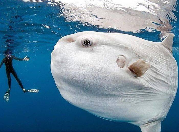 世界上最笨的鱼图片