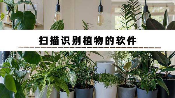 植物识别神器 软件图片