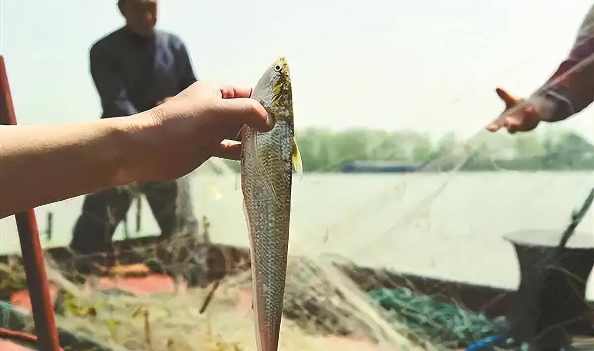 一斤卖到8千元,长江刀鱼从年产几千吨到按条卖,禁渔能恢复吗?_养殖_因