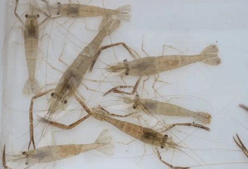 以前的河里,水塘,到了夏季涨水以后就可以在水草丛里捞到不少河虾.