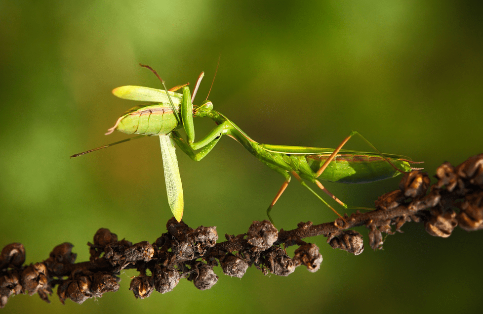 捕食的螳螂据科学家记录,螳螂出招捕猎的速度能够达到0.