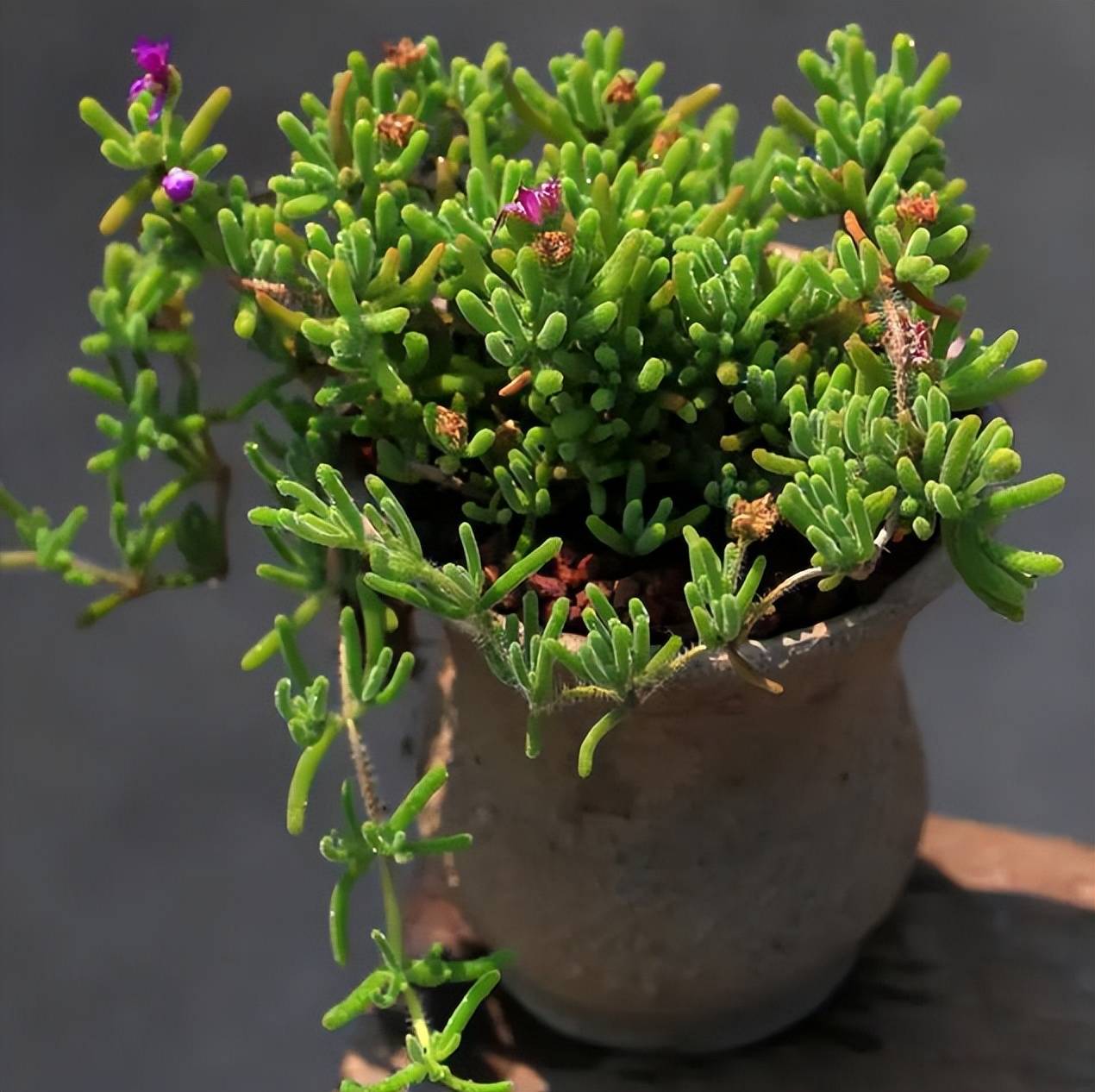 曾经不被看好的多肉枝干番杏,如今成网红品种,人人都抢着养