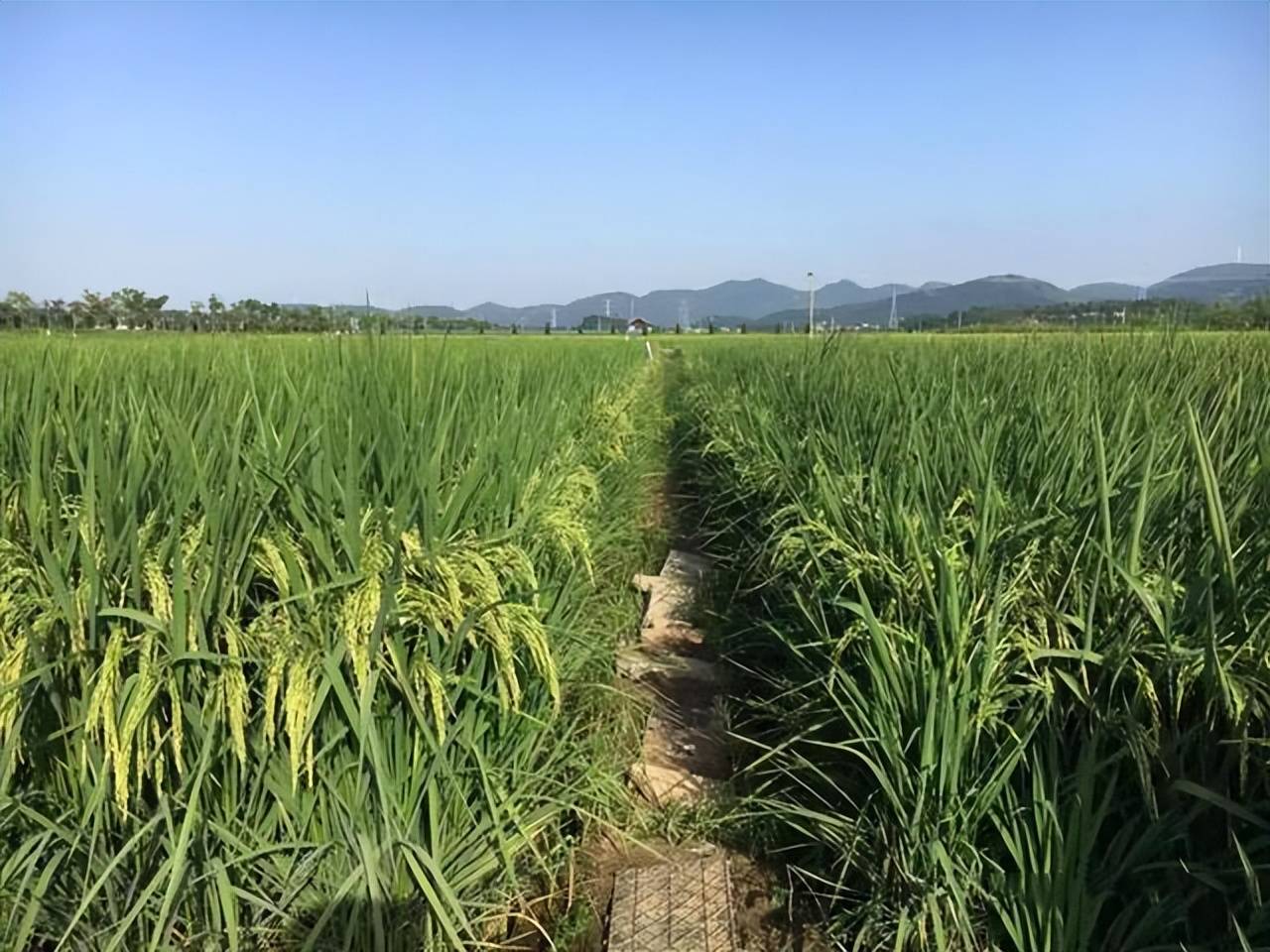 原创一亩稻田最多能放多少斤尿素