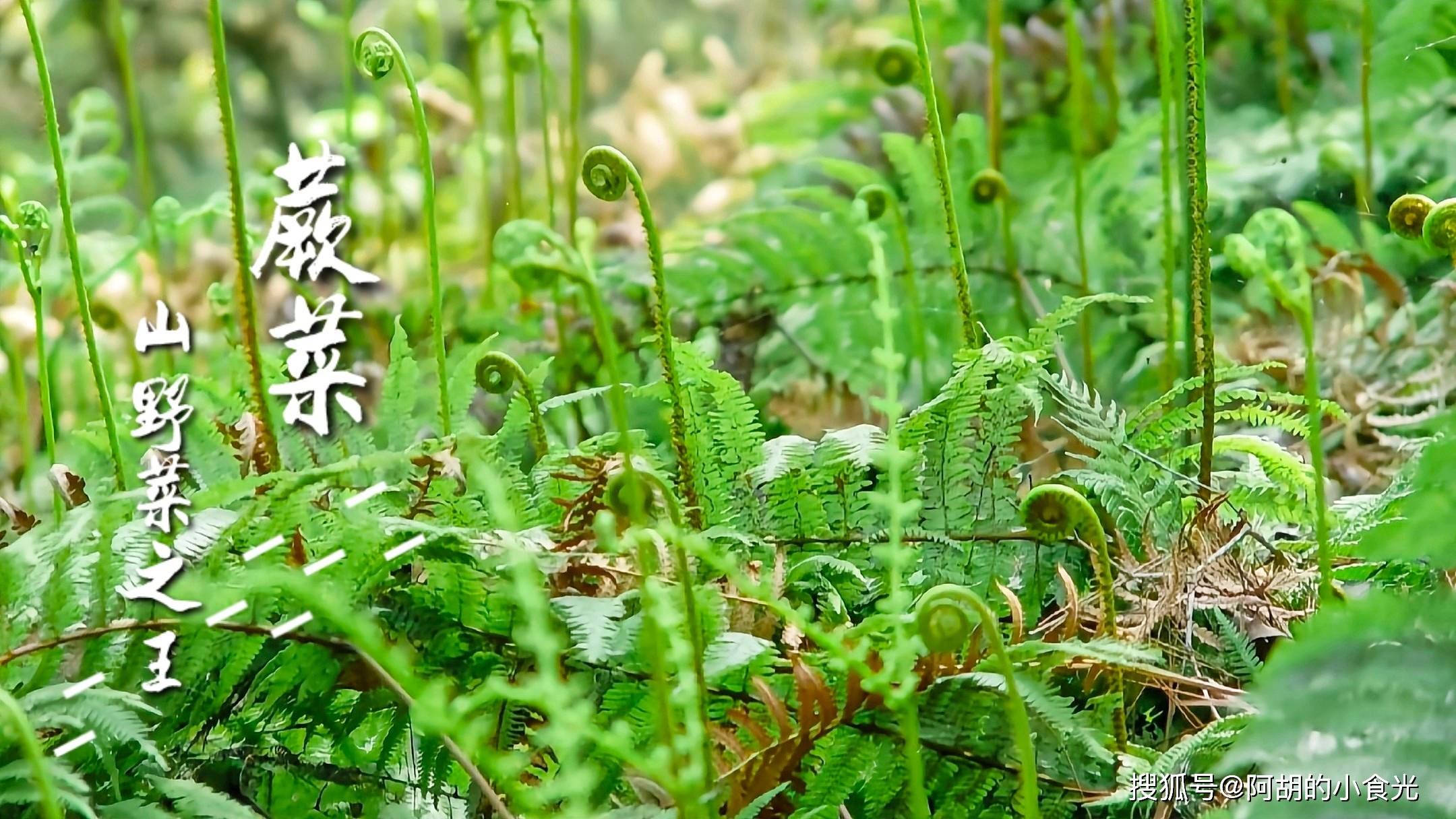 蕨菜 曾被误会为 毒草 的野菜 此时正当季 和腊肉是绝配 清香脆嫩 美味 下锅 时候 干辣椒