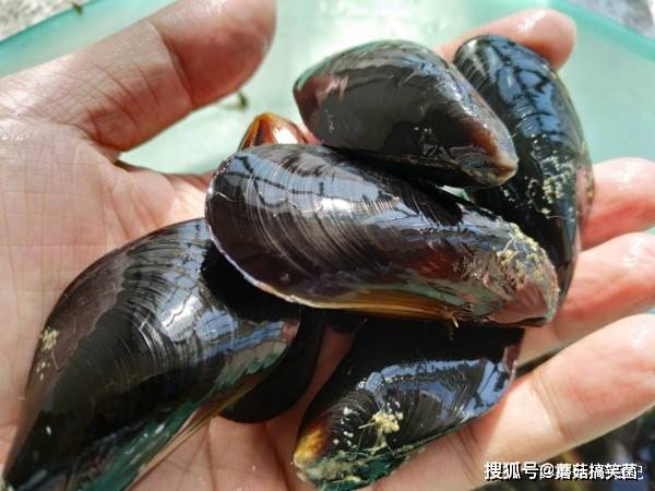 海虹大量上市 应该怎么挑 老渔民 记住这3点 保证一挑一个准 做法 食用 那必定