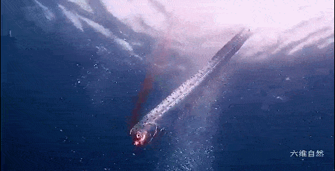 深海皇带鱼浮出水面图片