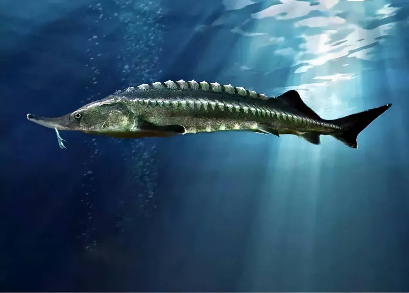 原创三峡水库蓄水18年若重新开放捕捞水库中的鱼最大能有多大