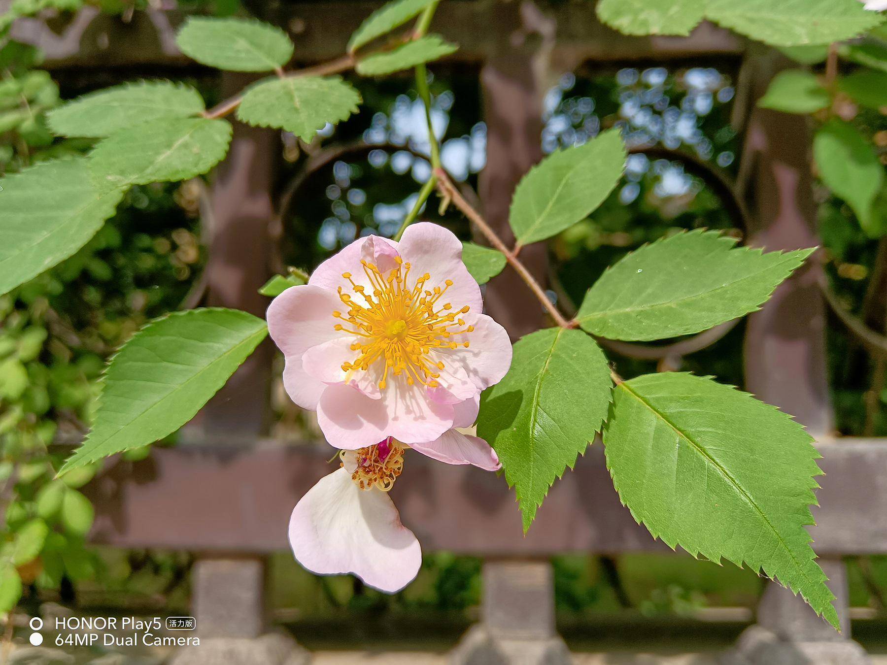 千元机里的拍照“显微镜”:荣耀play5活力版评测