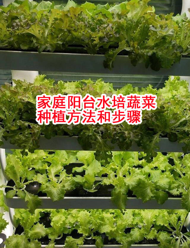 家庭室内阳台水培蔬菜种植方法 营养液 水槽 绿藻