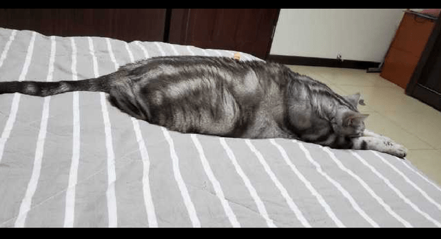 猫咪趴在床上睡着了,姿势有点奇怪呀!猫:我要在梦里求人吃饭!