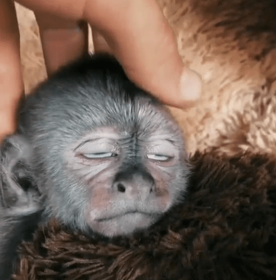 刚出生小猴子被摸头一脸不情愿还没一分钟就舒服的直翻白眼